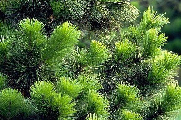 adatos prostatitui gydyti